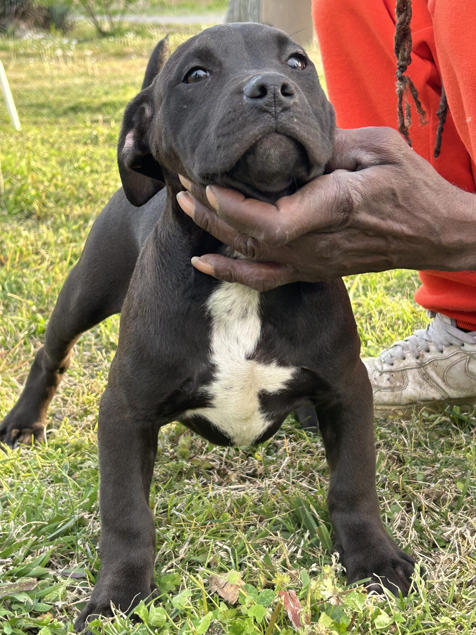 Dog Featured Image