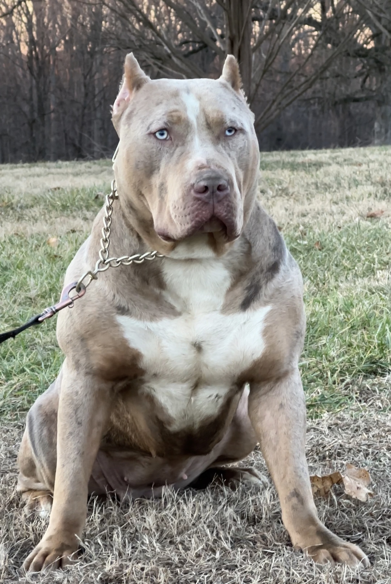 Dog Featured Image