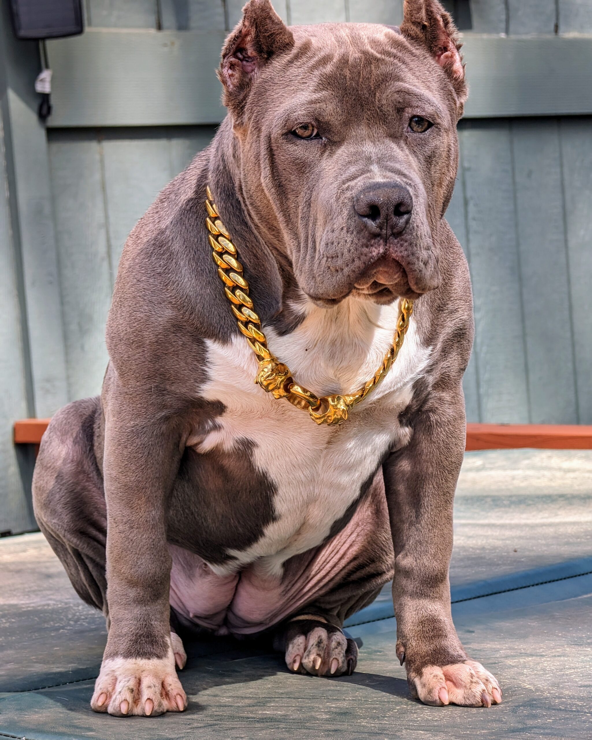 Dog Featured Image