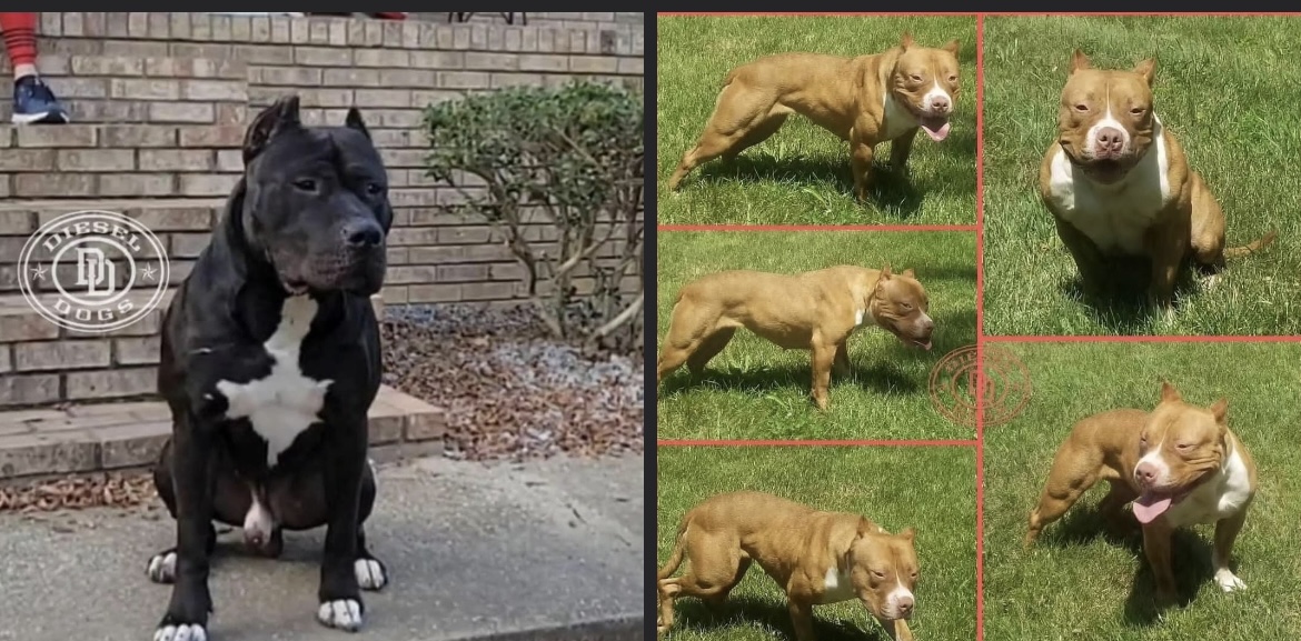 Dog Featured Image