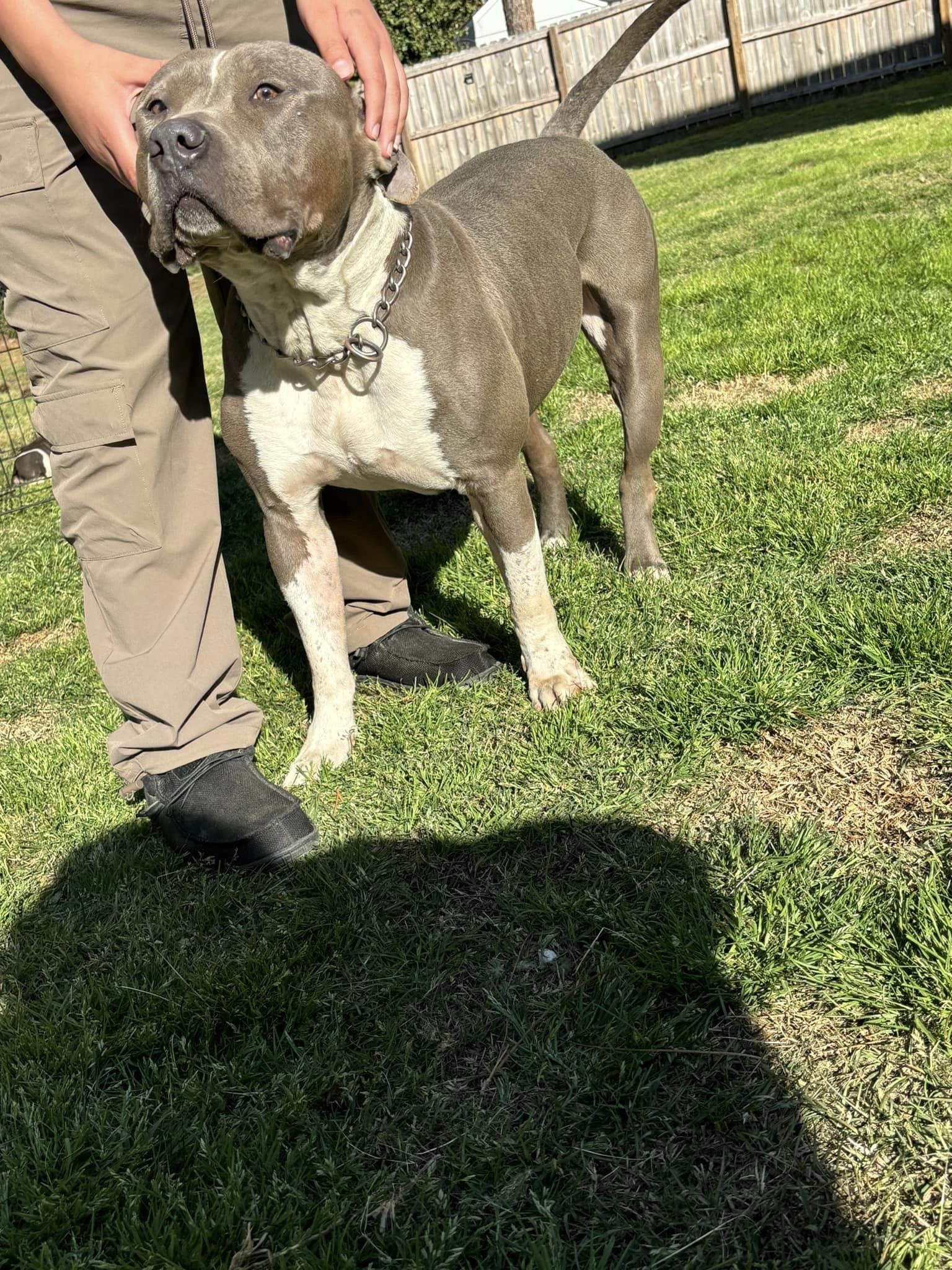 Dog Featured Image