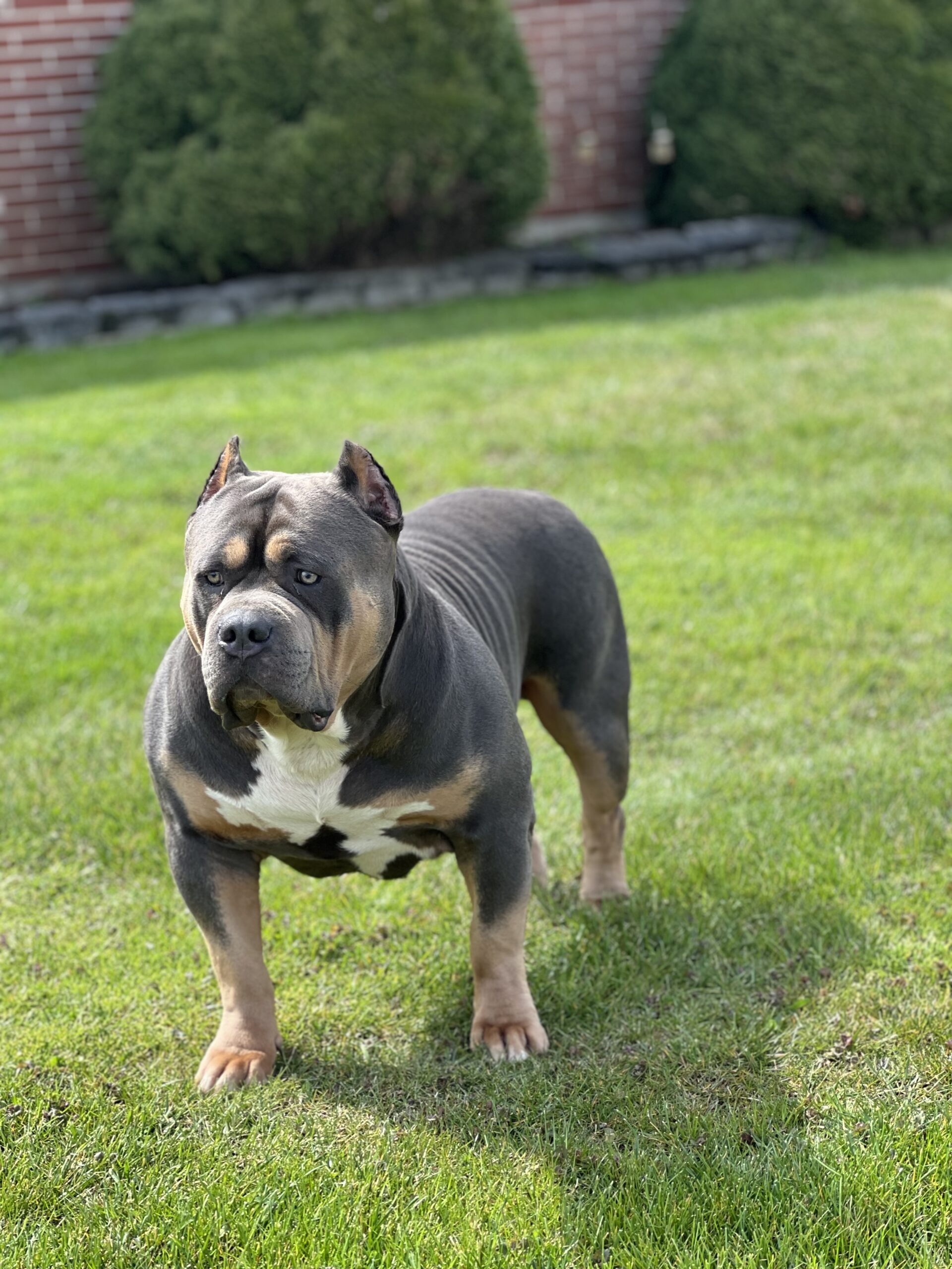 Dog Featured Image
