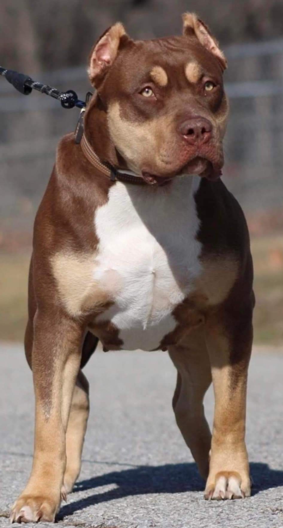 Dog Featured Image