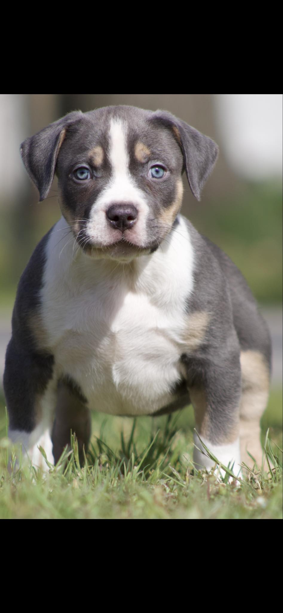 Dog Featured Image