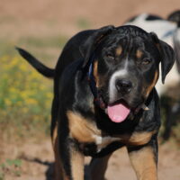 Dog Featured Image