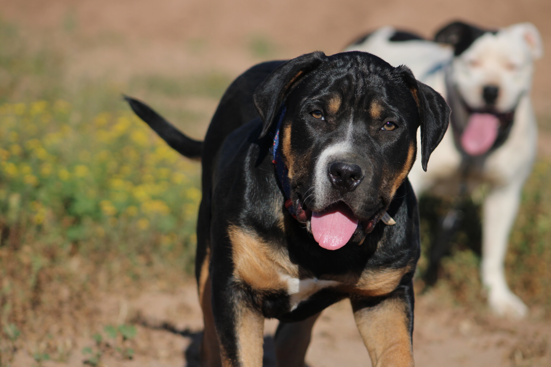 Dog Featured Image