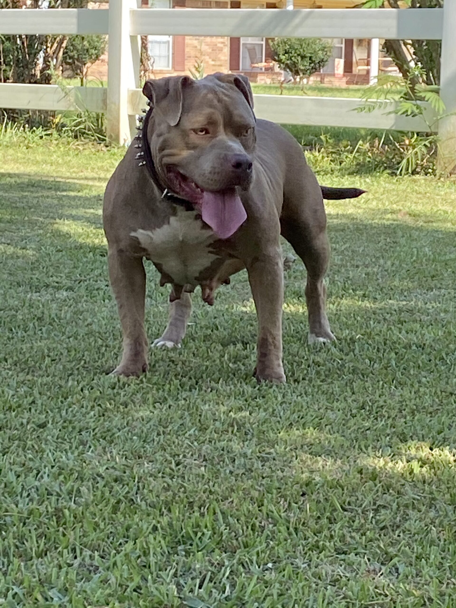 Dog Featured Image