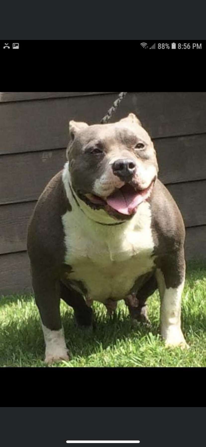 Dog Featured Image