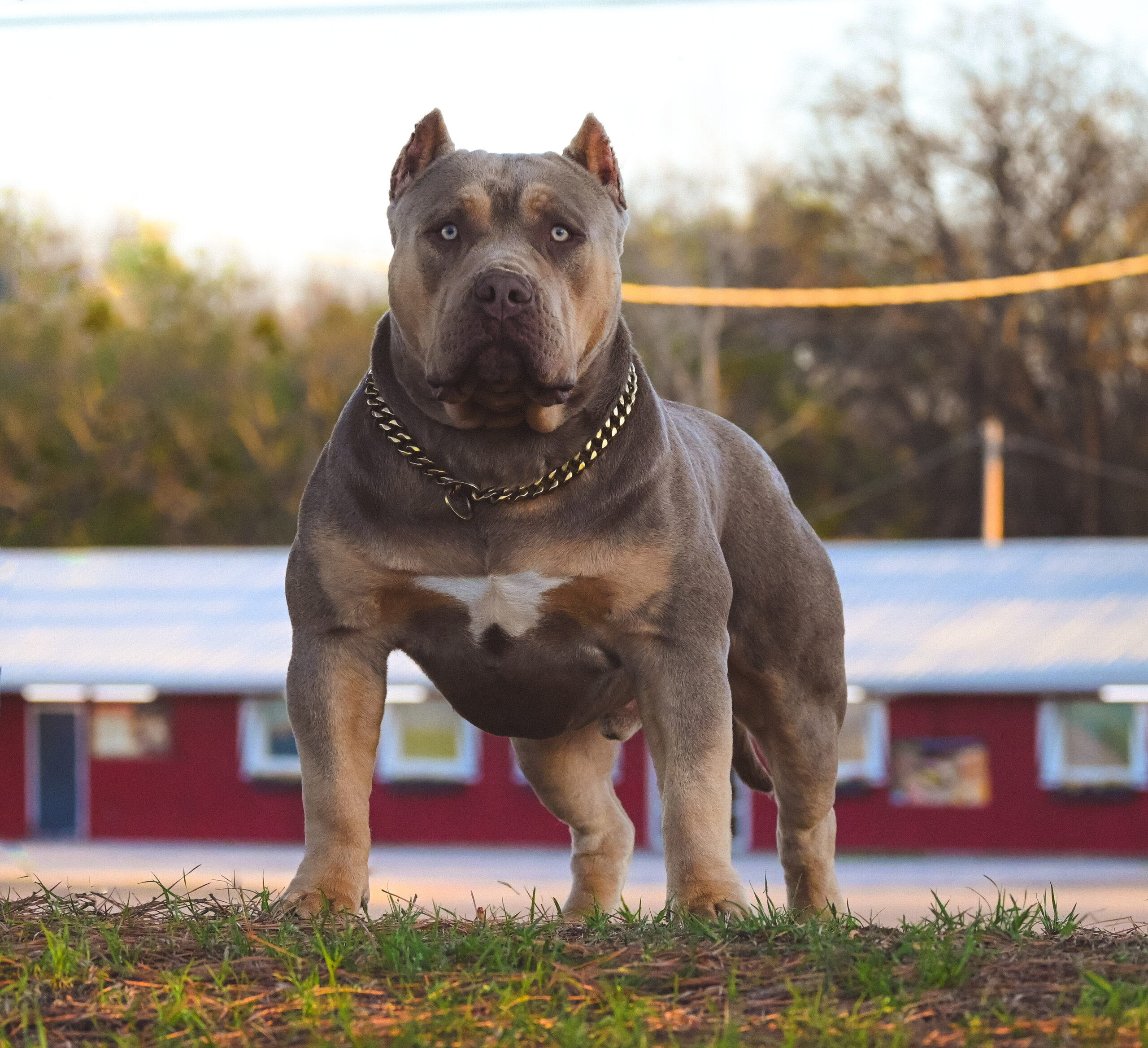 Dog Featured Image