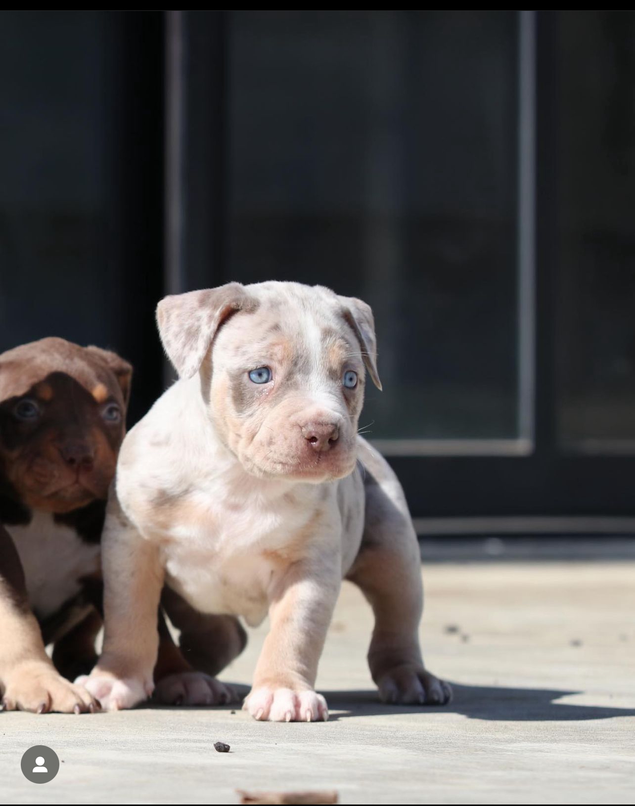 Dog Featured Image