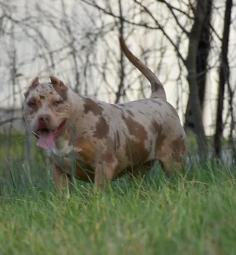 Dog Featured Image