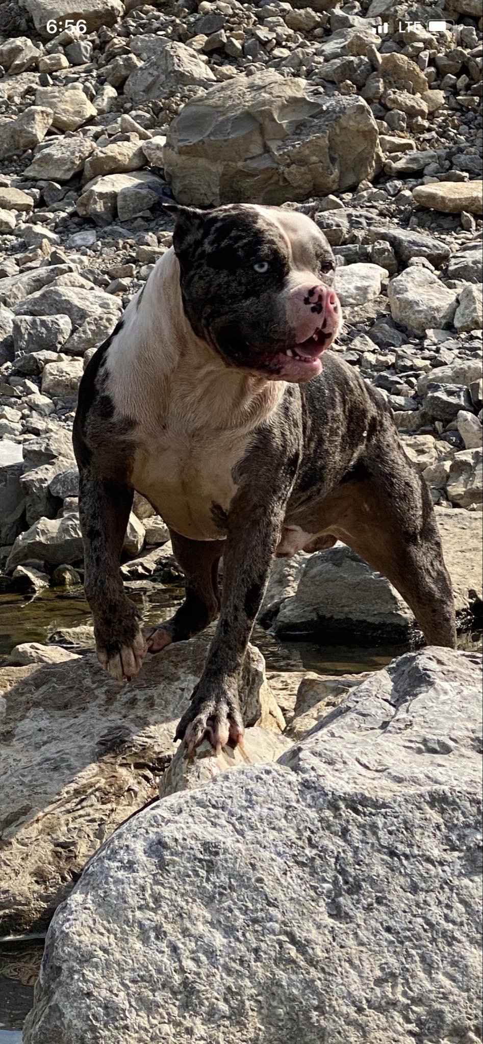 Dog Featured Image