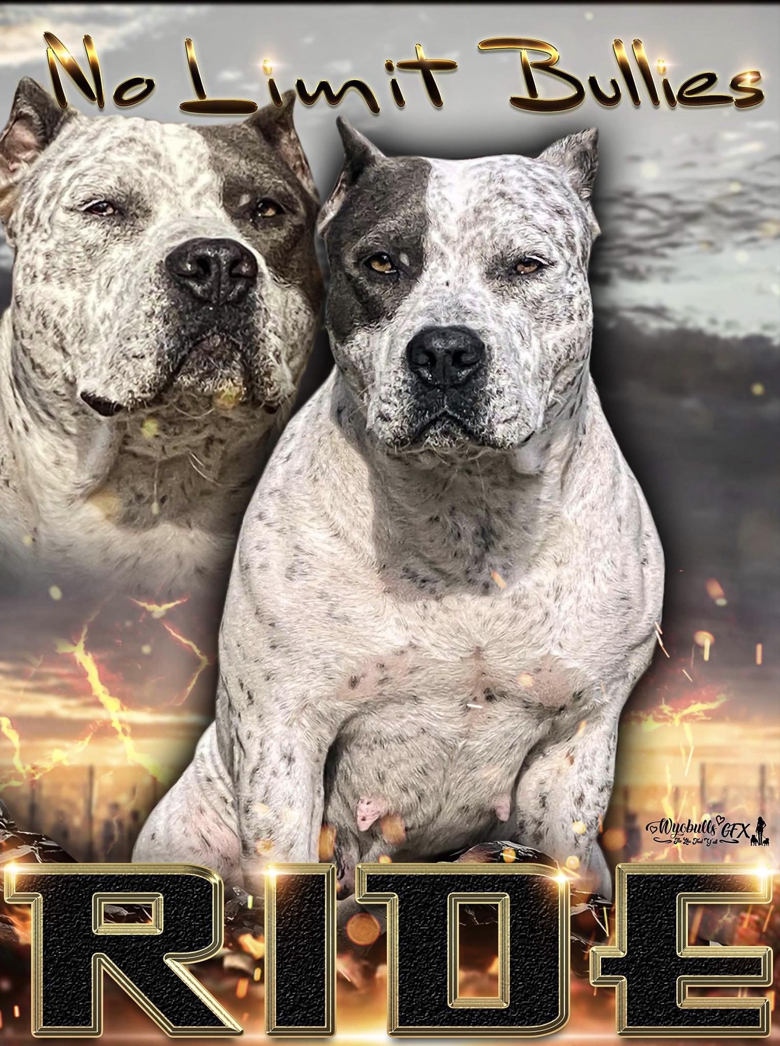 Dog Featured Image