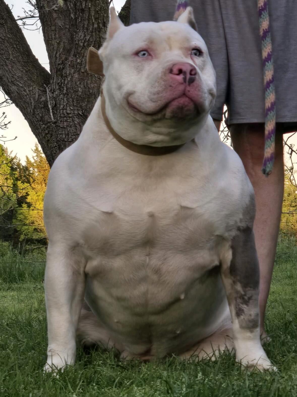 Dog Featured Image