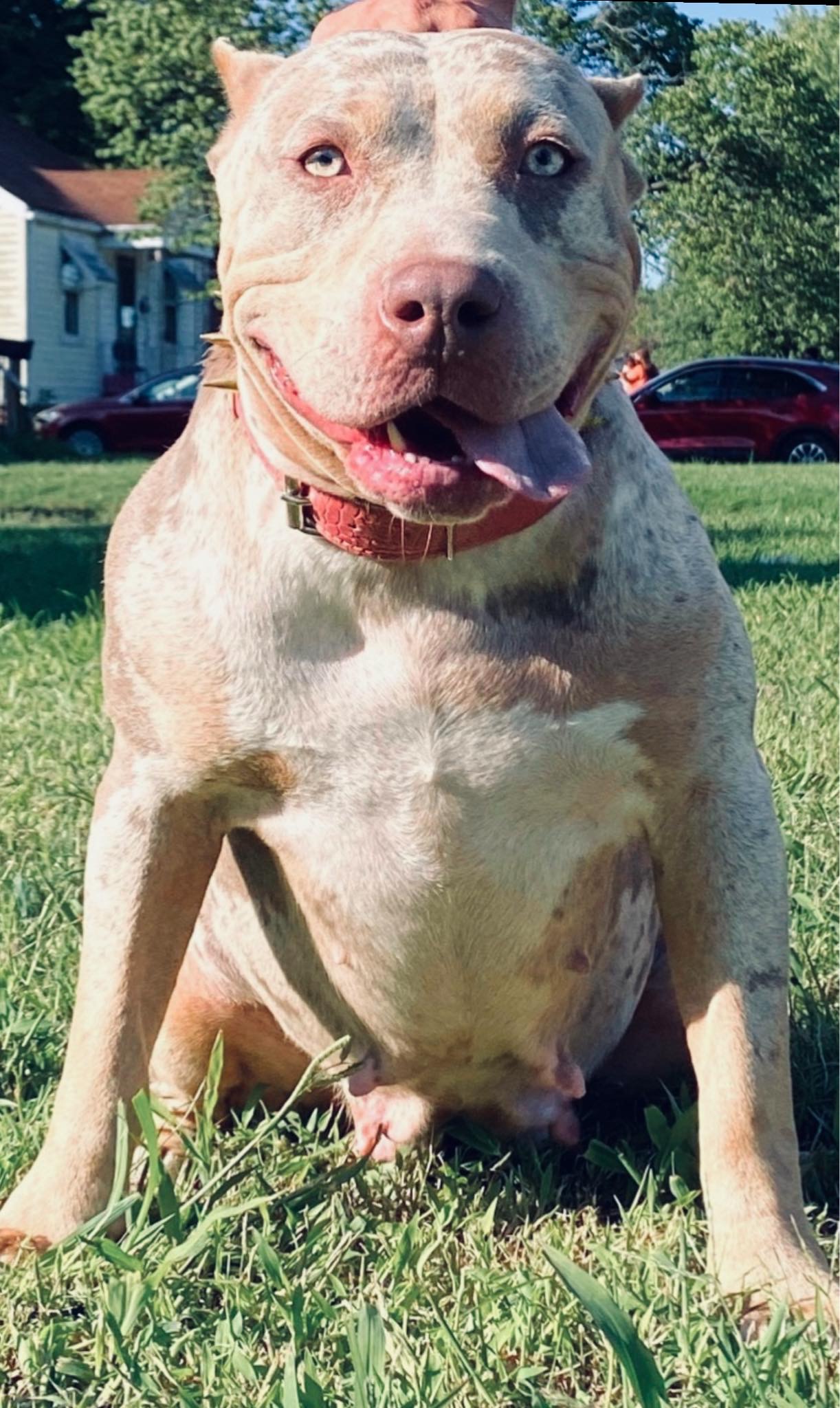 Dog Featured Image