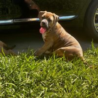 Dog Featured Image