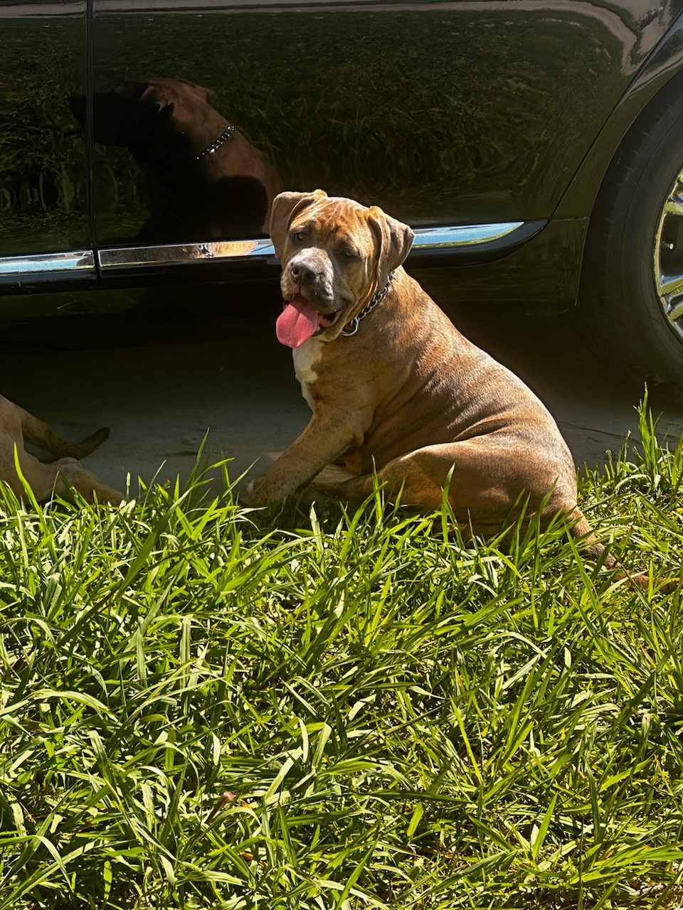 Dog Featured Image