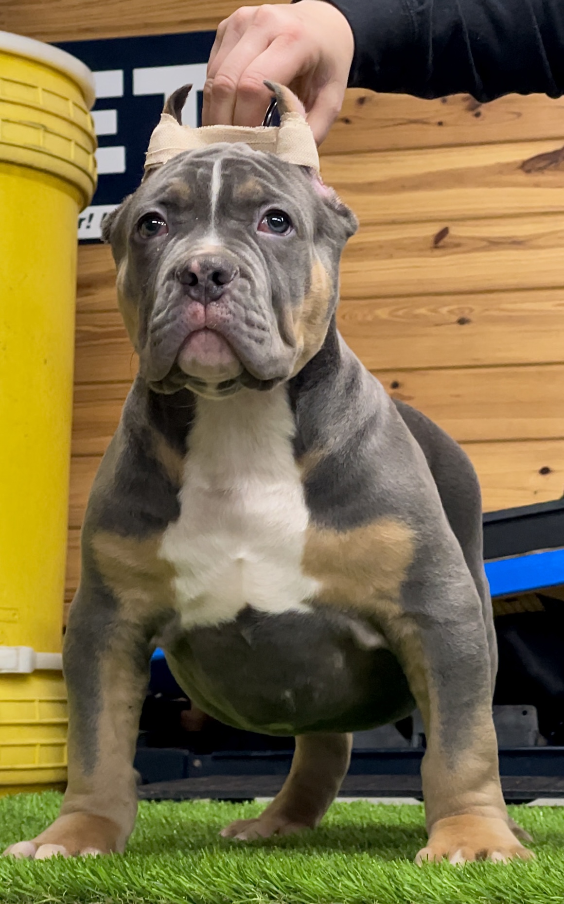 Dog Featured Image