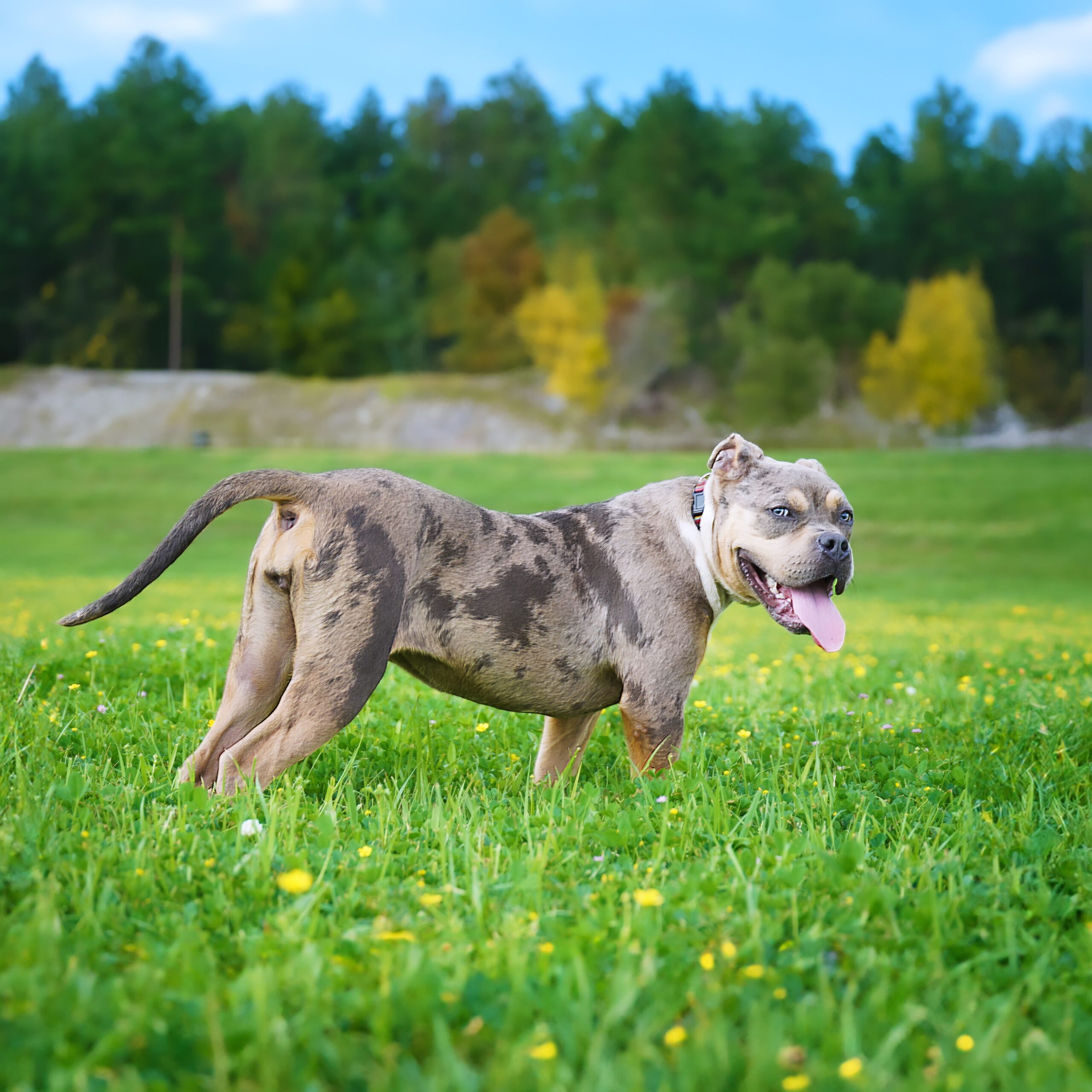 Dog Featured Image