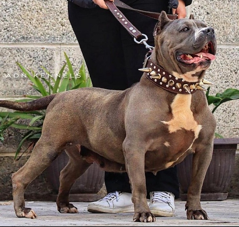 Dog Featured Image