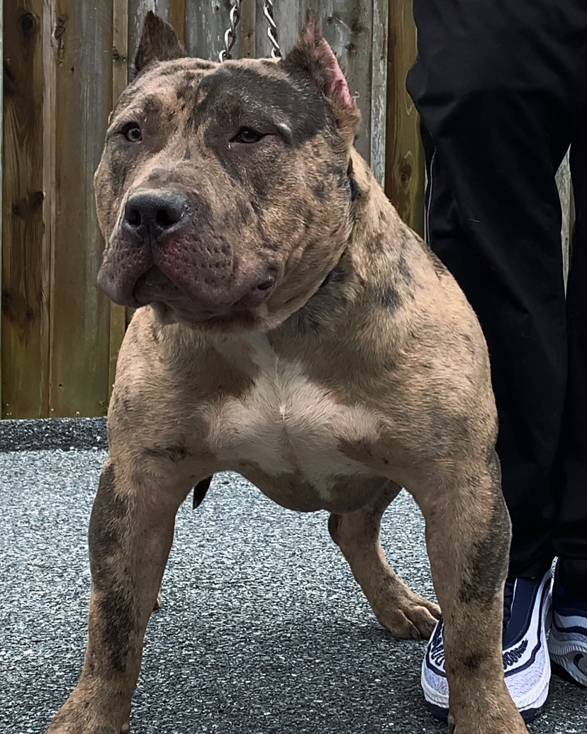 Dog Featured Image