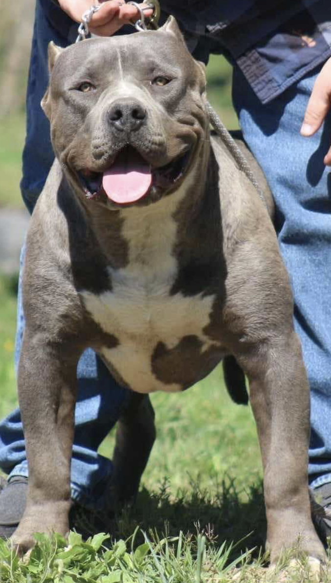 Dog Featured Image
