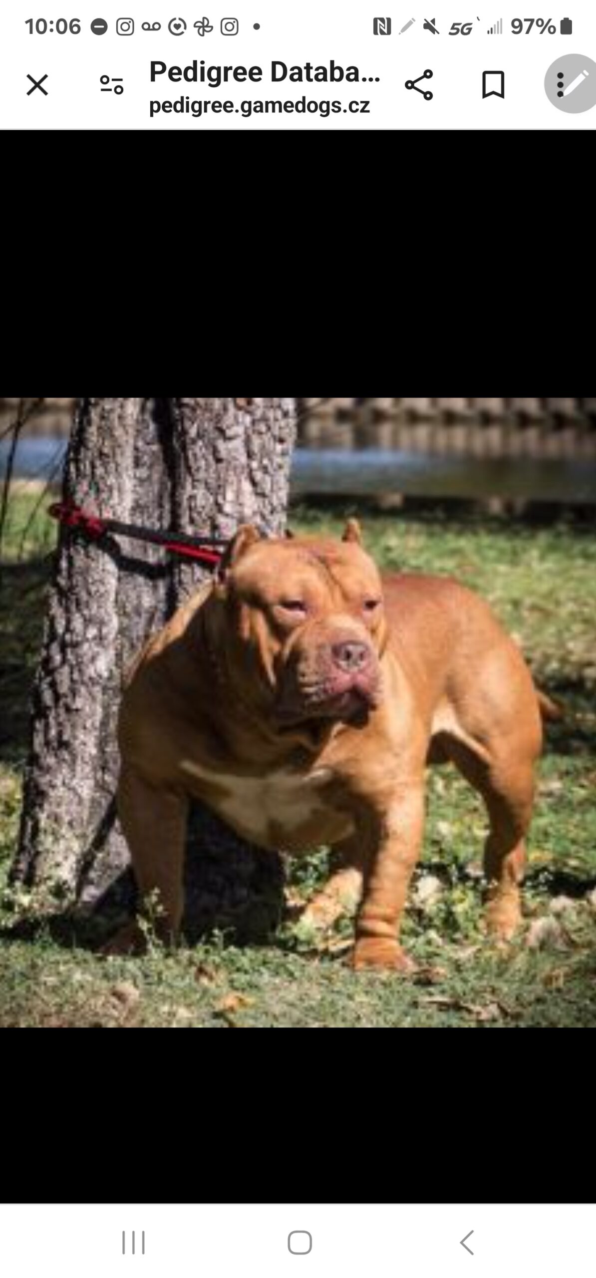 Dog Featured Image