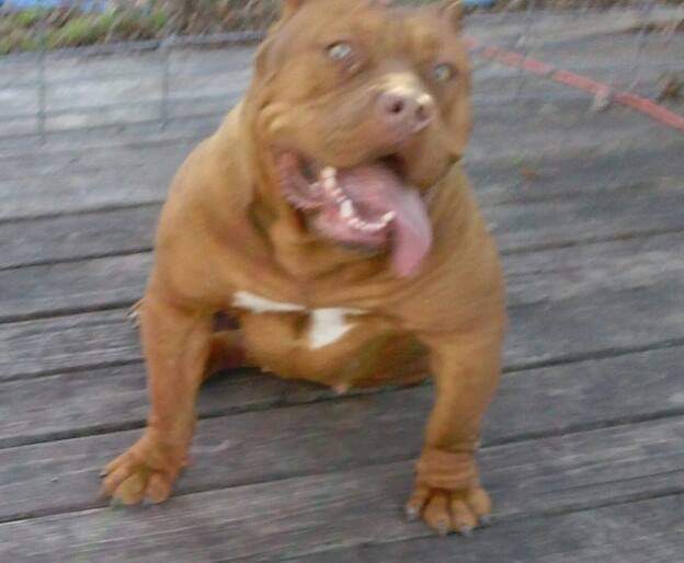 Dog Featured Image