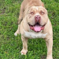 Dog Featured Image