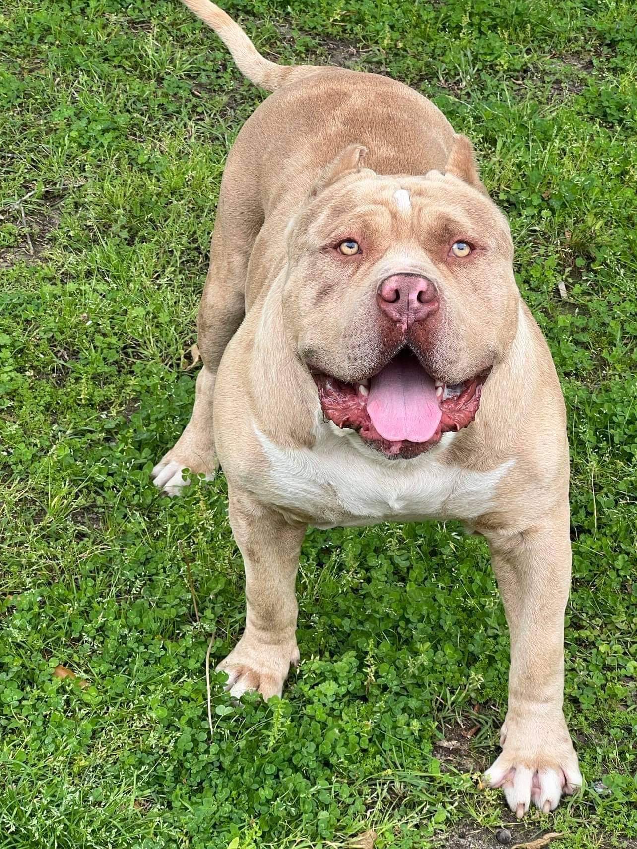 Dog Featured Image