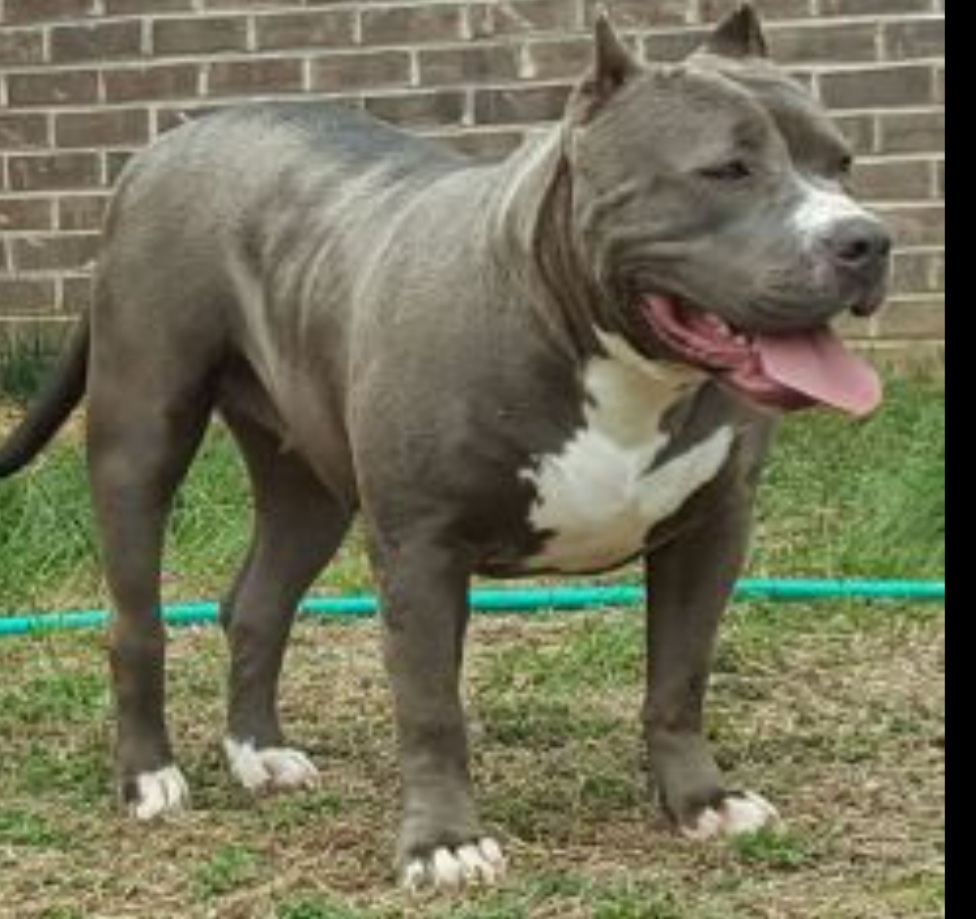 Dog Featured Image