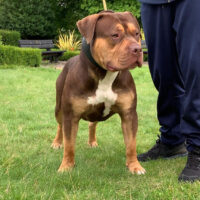 Dog Featured Image