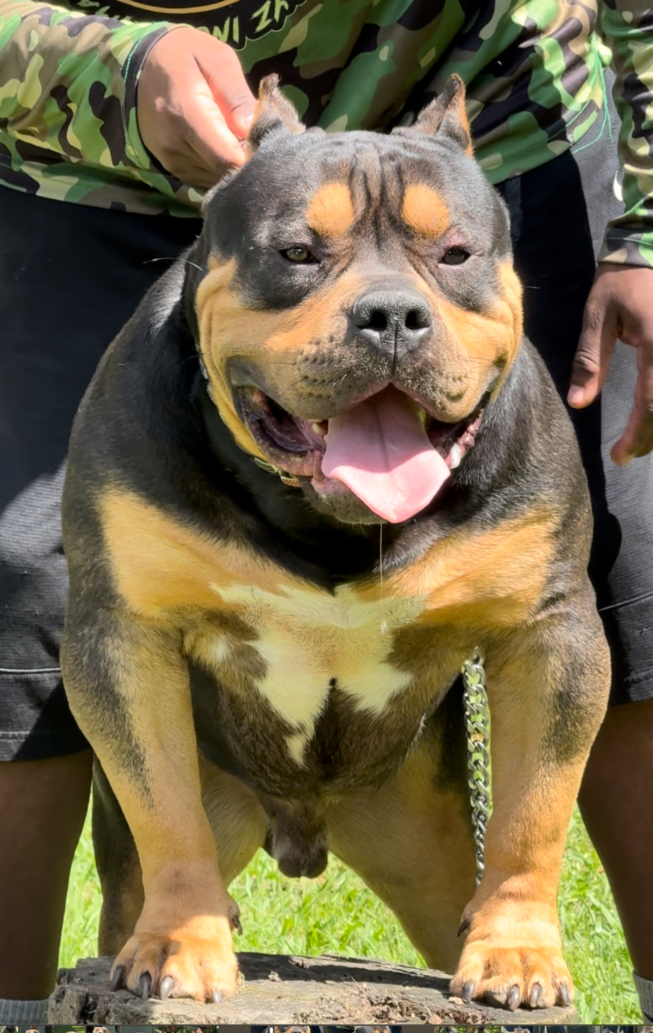 Dog Featured Image