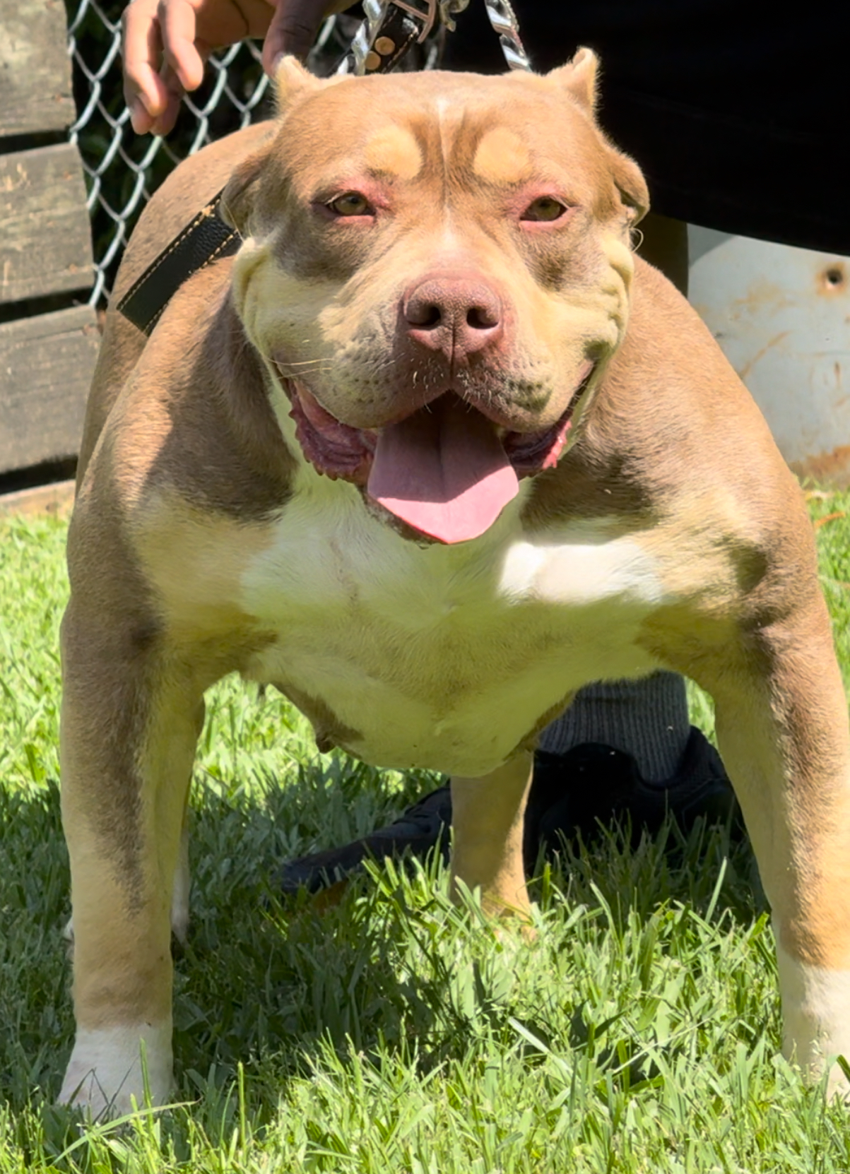 Dog Featured Image