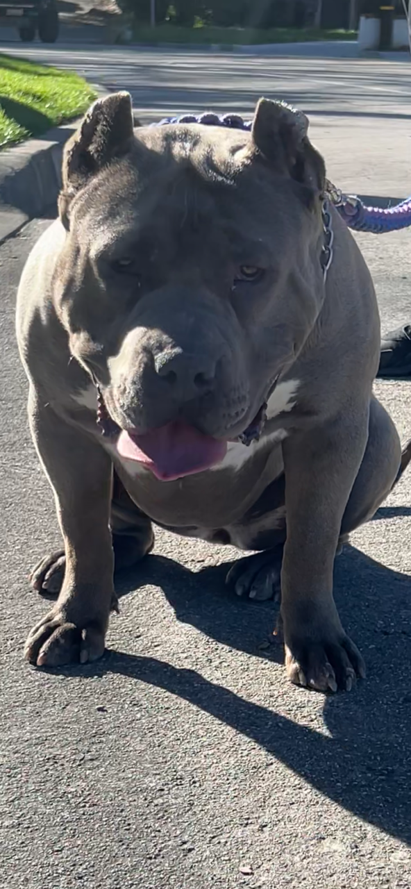 Dog Featured Image