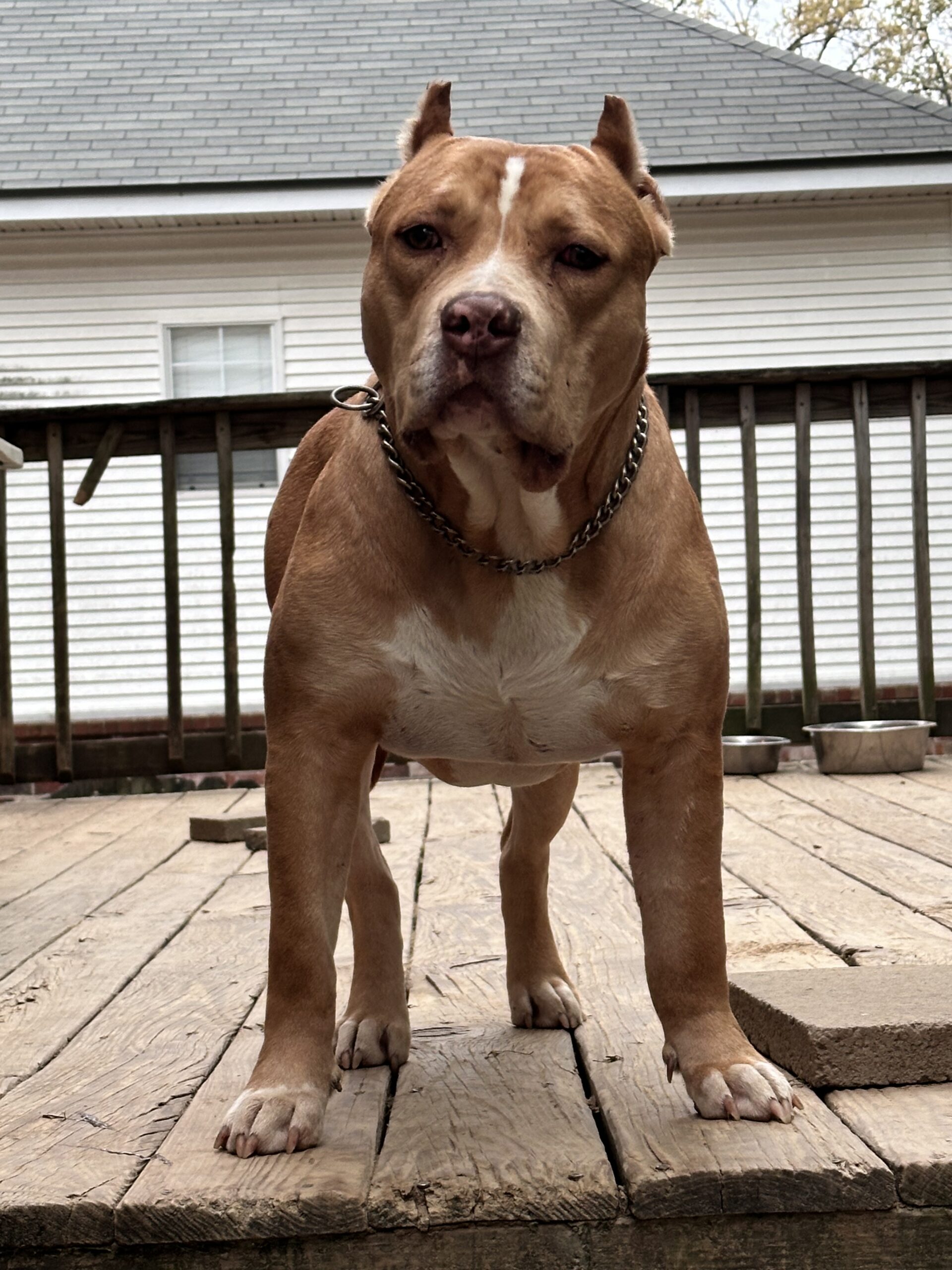 Dog Featured Image