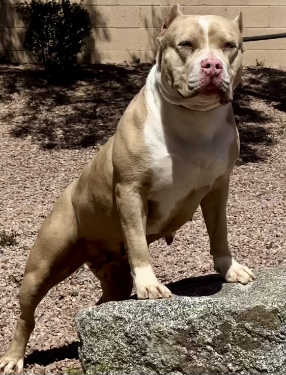 Dog Featured Image