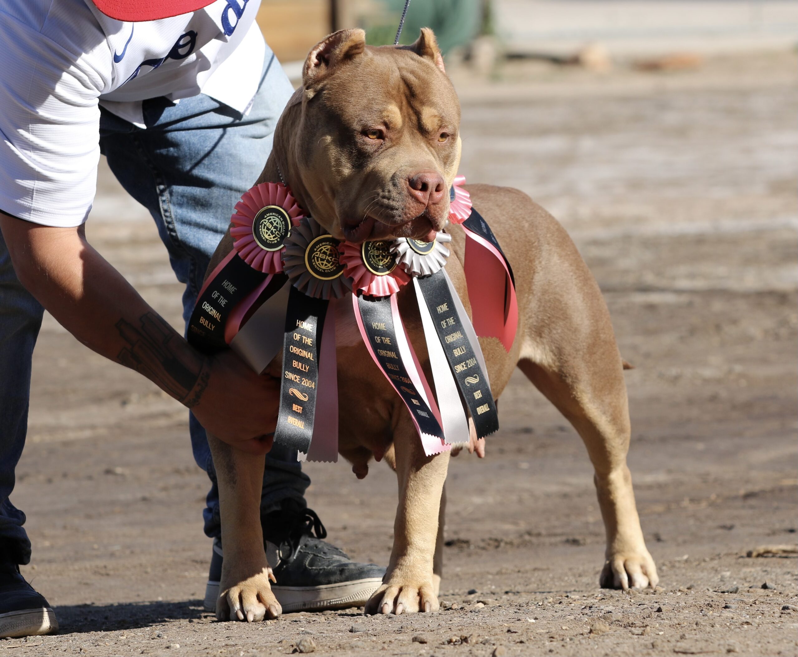 Dog Featured Image