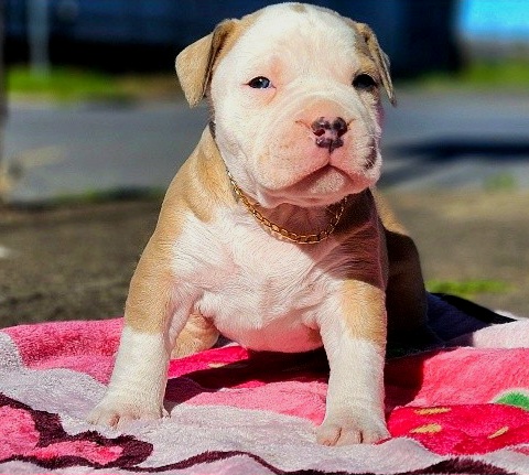 Dog Featured Image