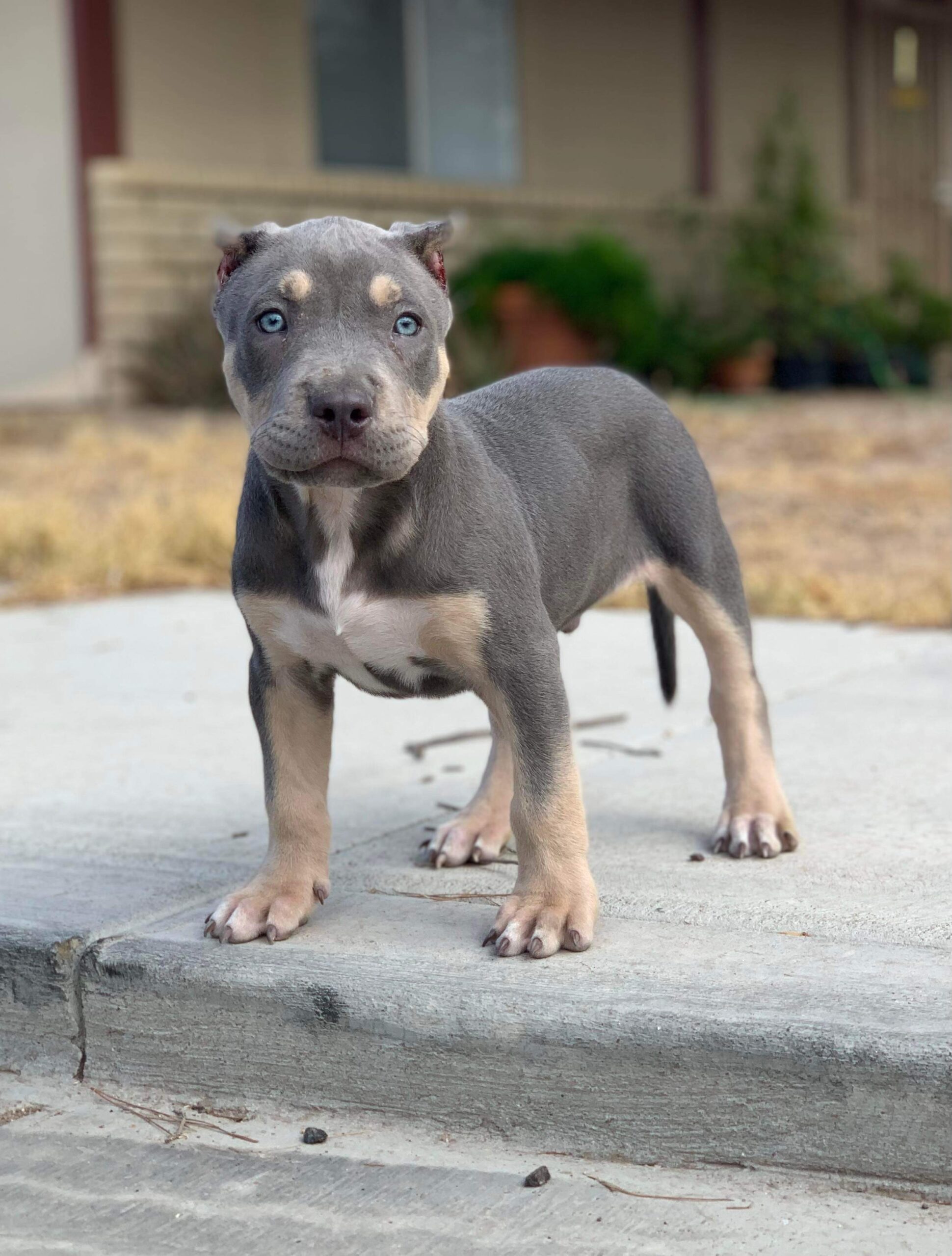 Dog Featured Image