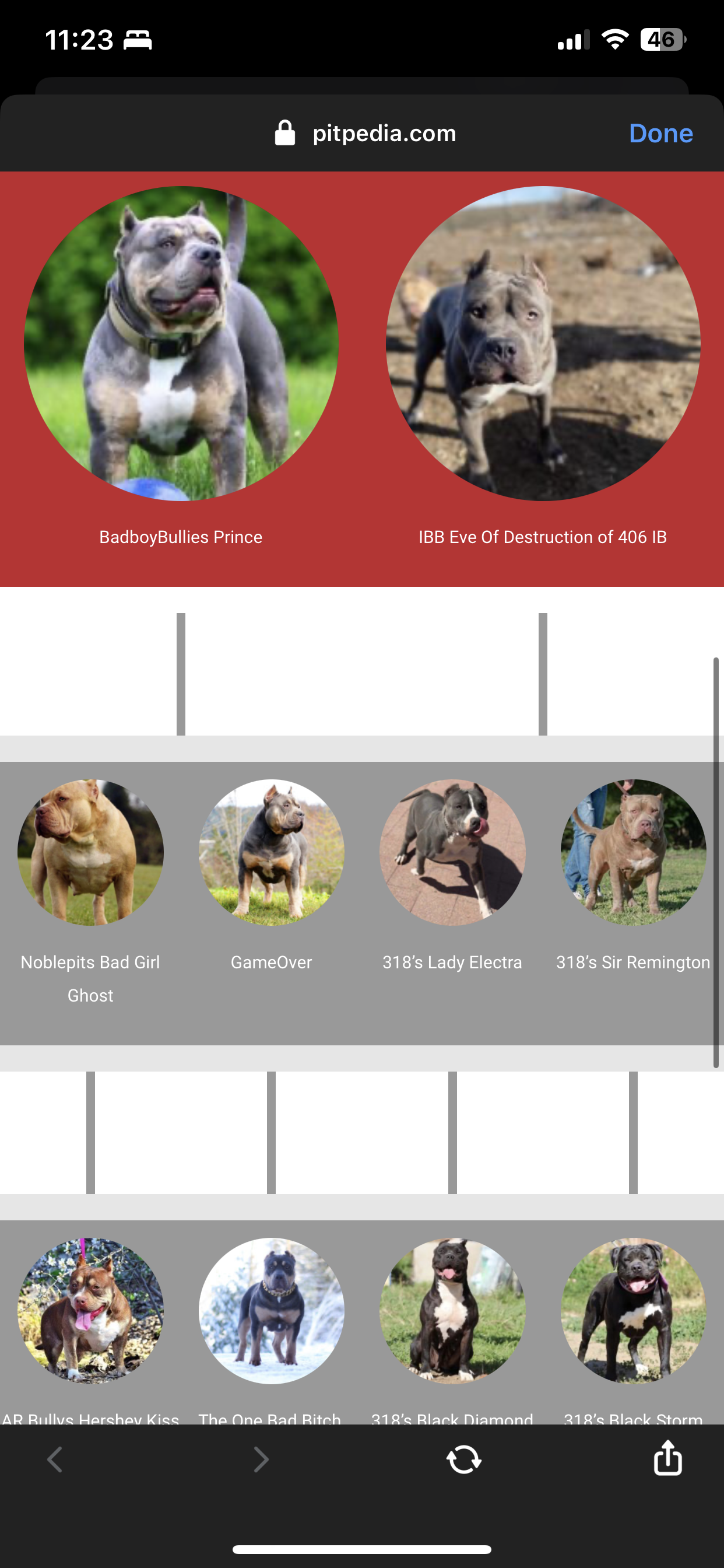Dog Featured Image