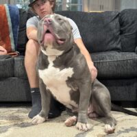 Dog Featured Image