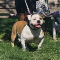 Dog Featured Image