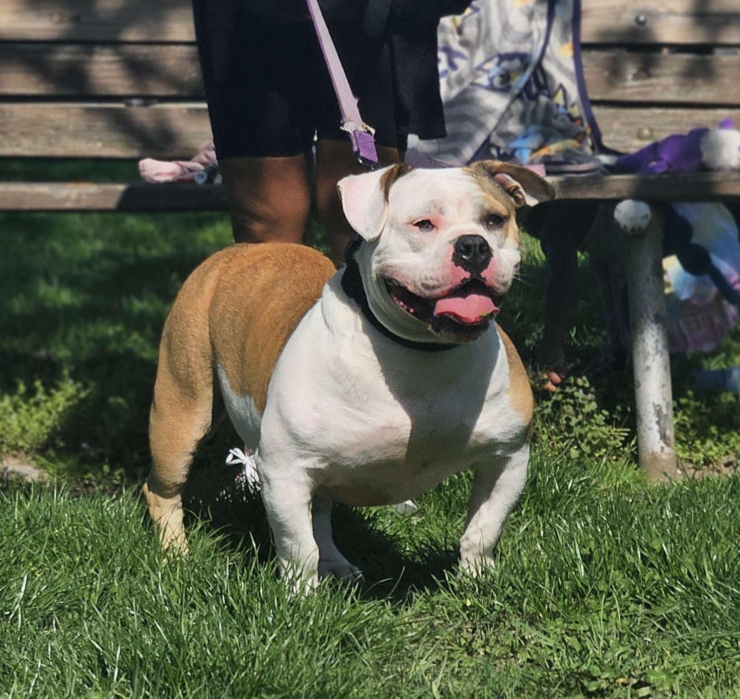 Dog Featured Image