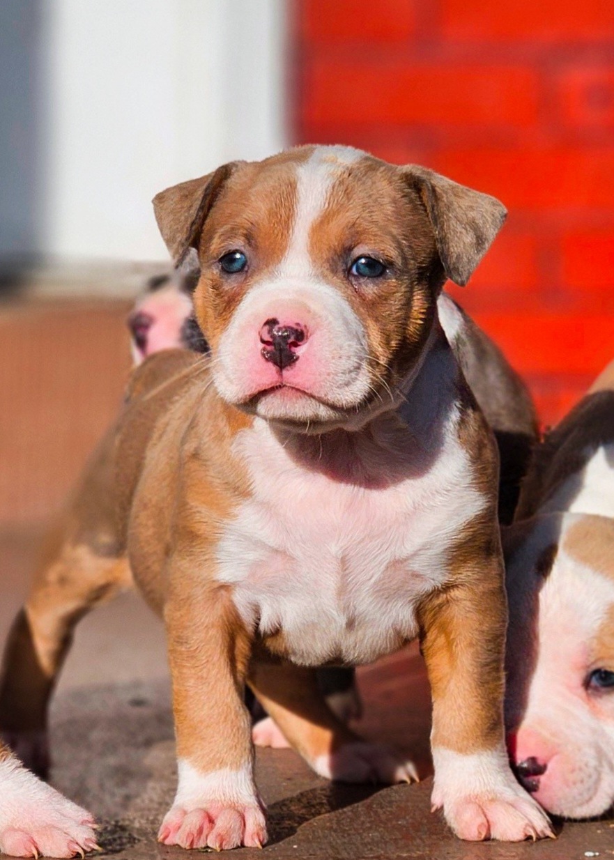 Dog Featured Image