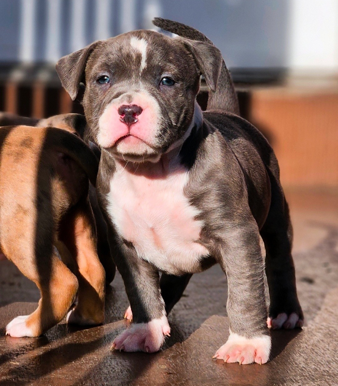 Dog Featured Image