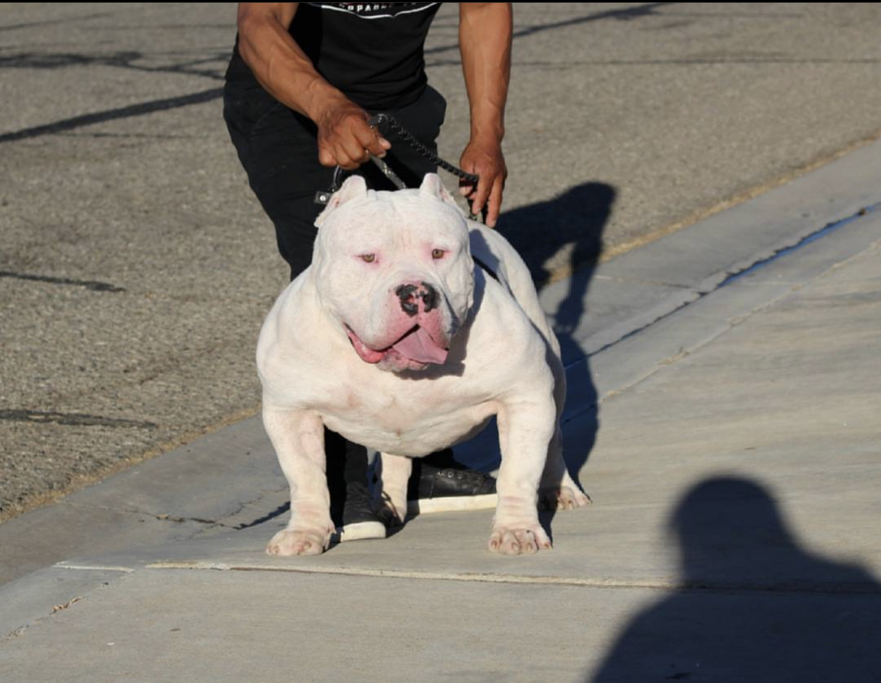 Dog Featured Image