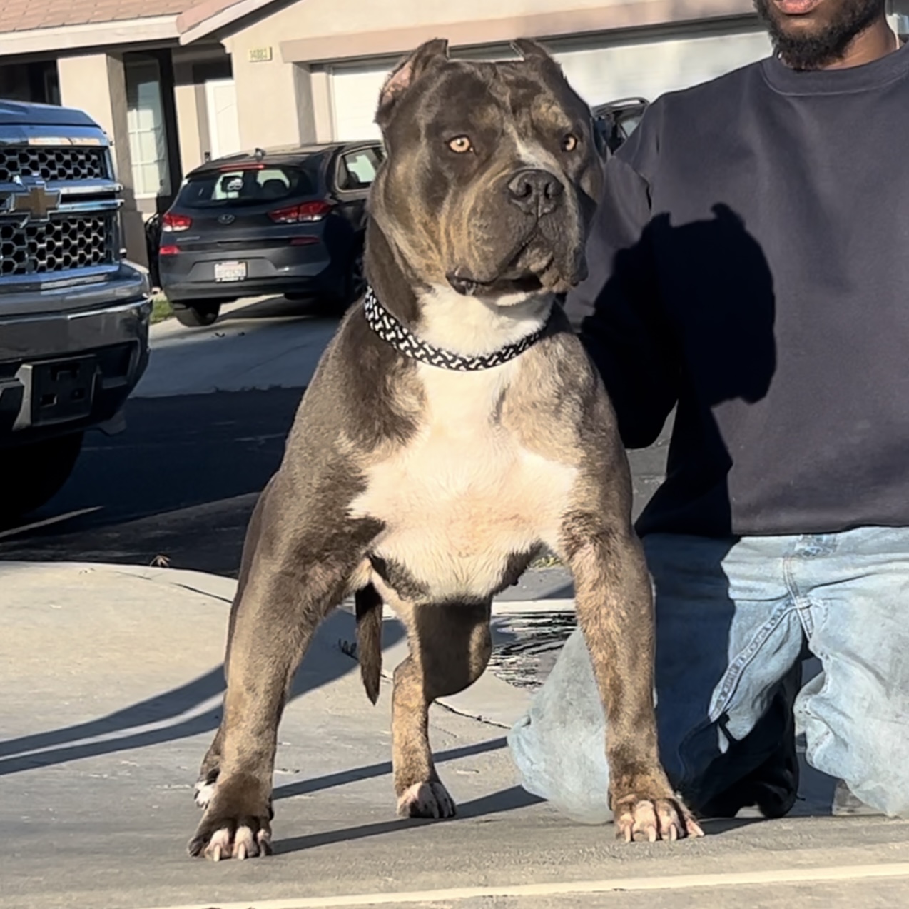 Dog Featured Image
