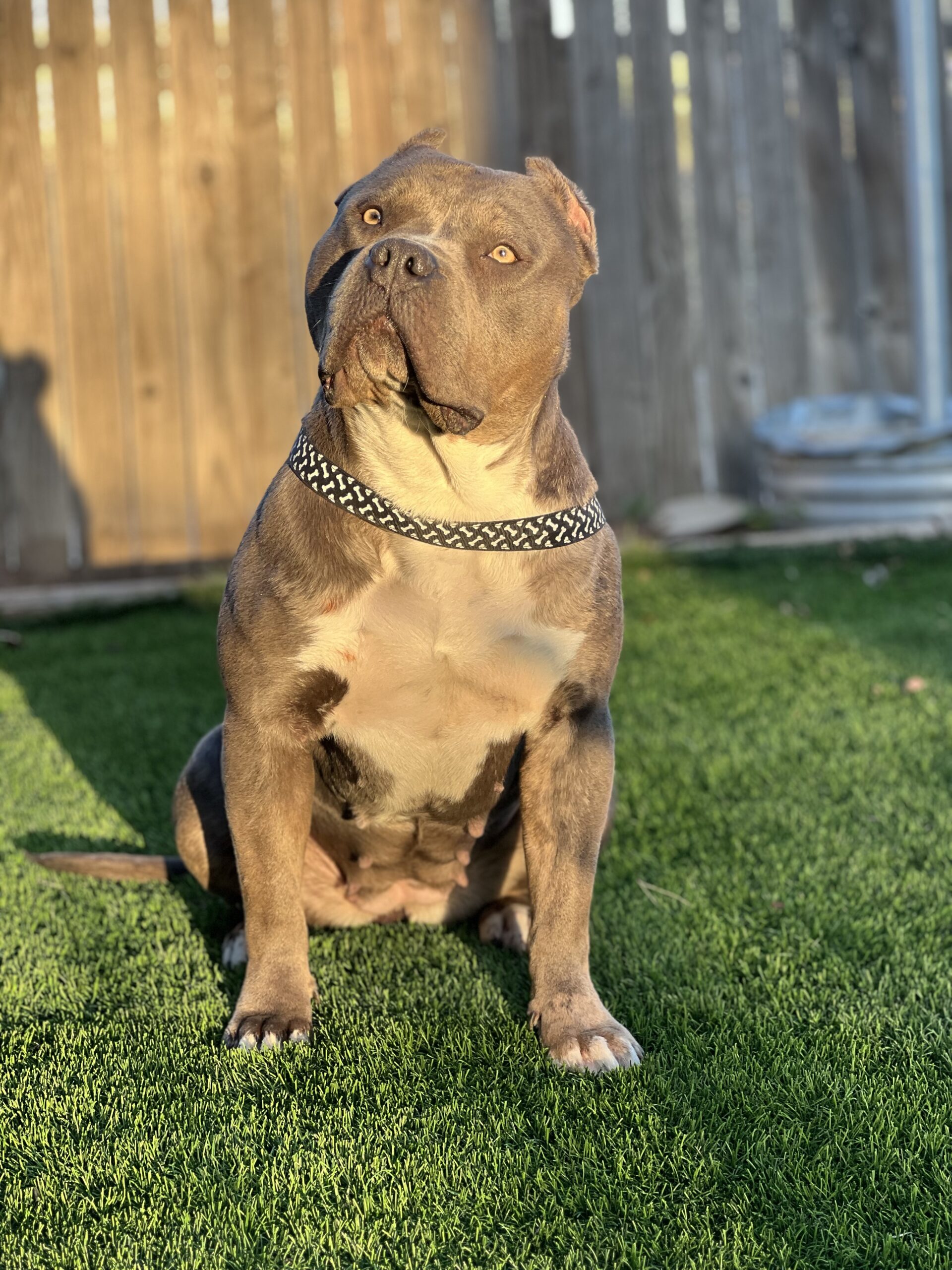 Dog Featured Image