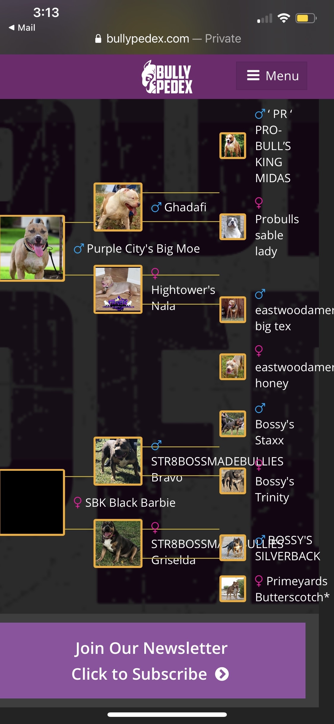 Dog Featured Image